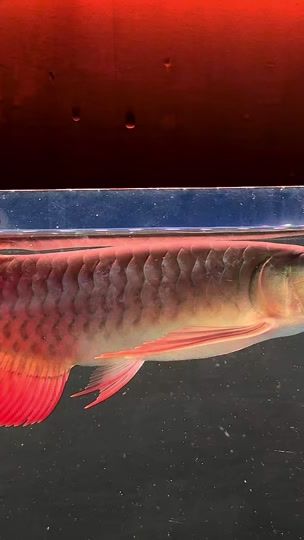 TikTok video thumbnail by dynasty_aquarium