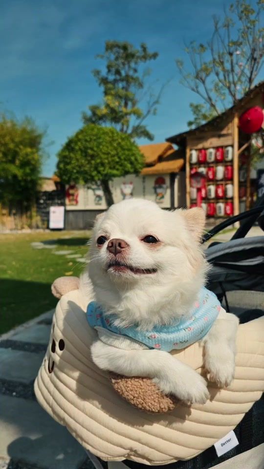 TikTok video thumbnail by mini_pangpin