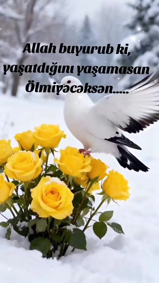 TikTok video thumbnail by zaurhecu