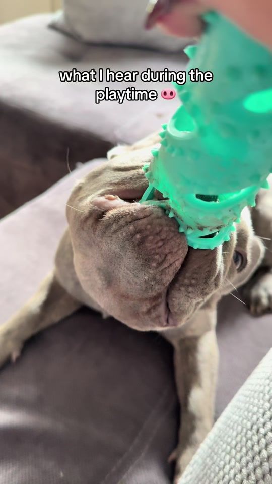 TikTok video thumbnail by zuluthefrenchie