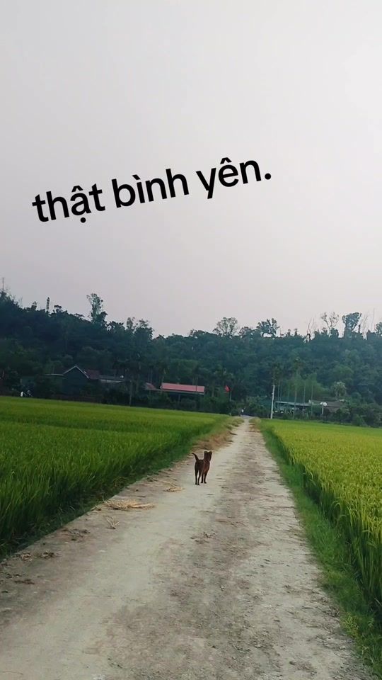 TikTok video thumbnail by meo38ht0