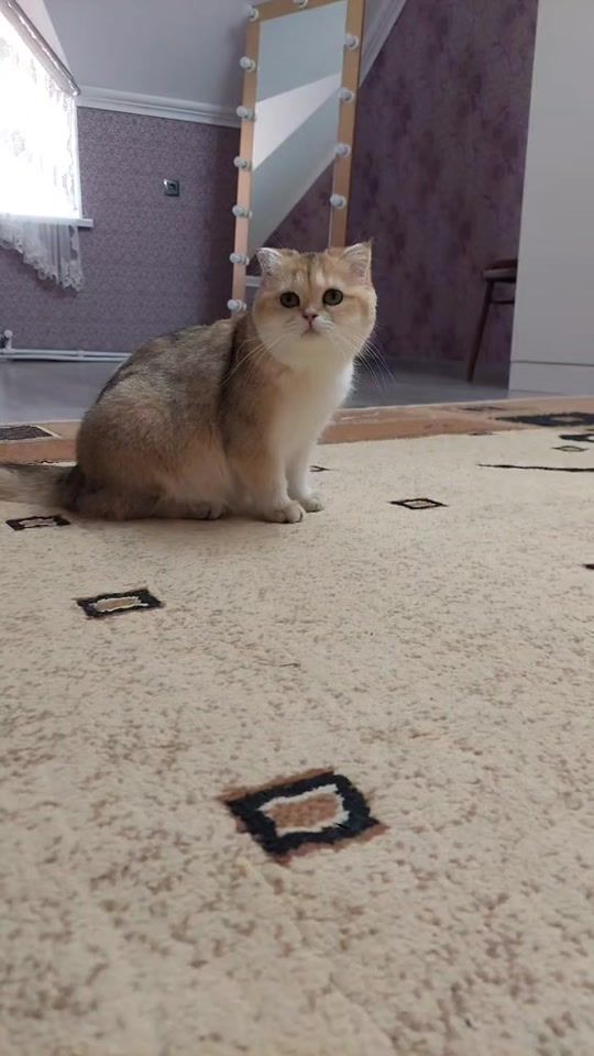 TikTok video thumbnail by zoo_jasmin