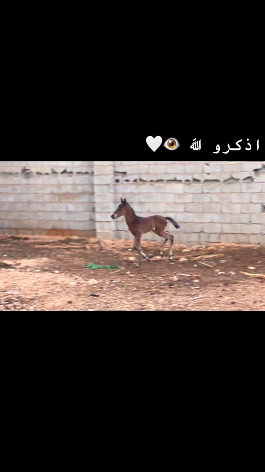 TikTok video thumbnail by a98a38
