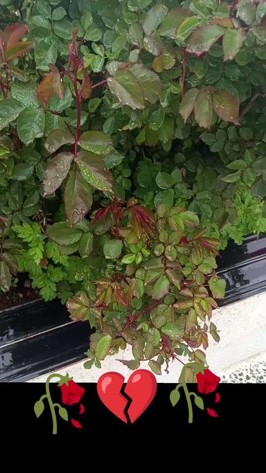 TikTok video thumbnail by gul_bahar8778