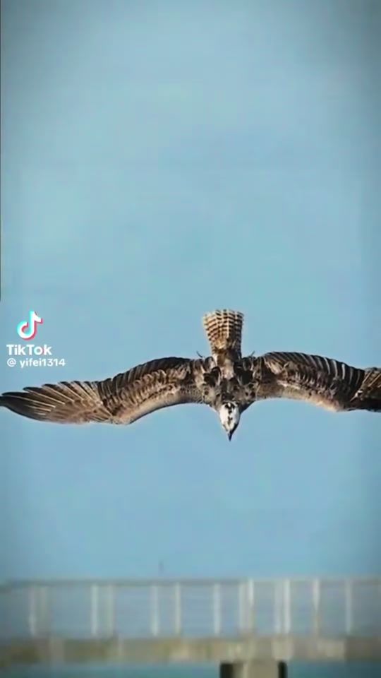 TikTok video thumbnail by sedatbast