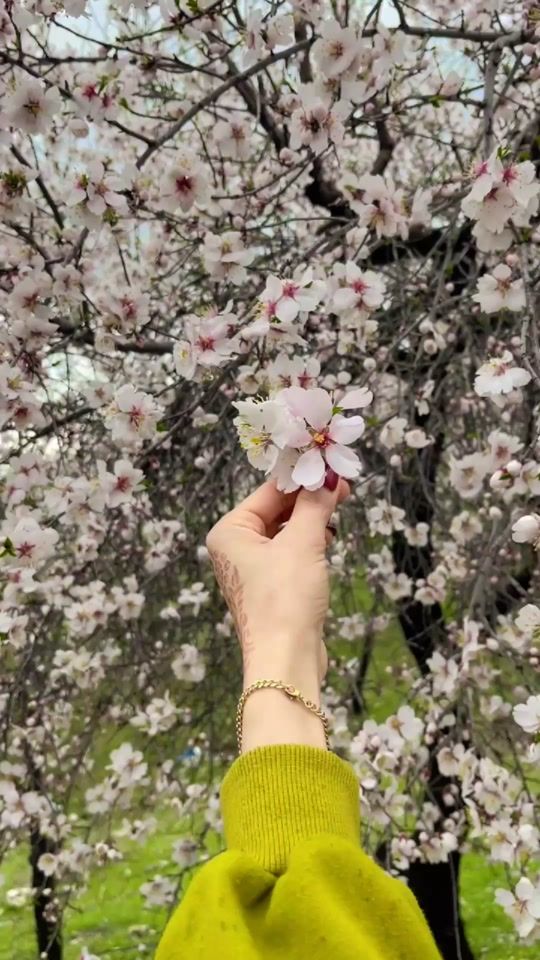 TikTok video thumbnail by dalyaa._1