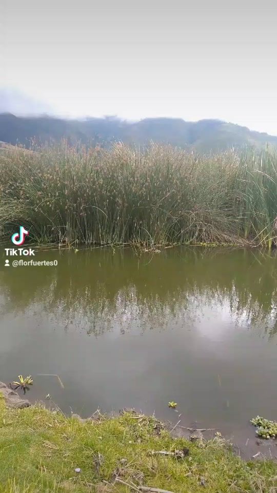 TikTok video thumbnail by florfuertes0