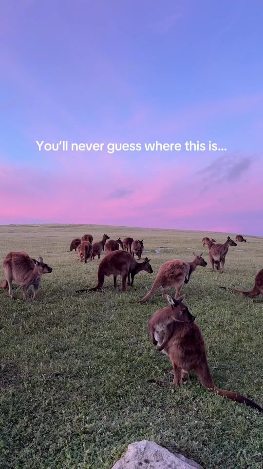 TikTok video thumbnail by southaustralia