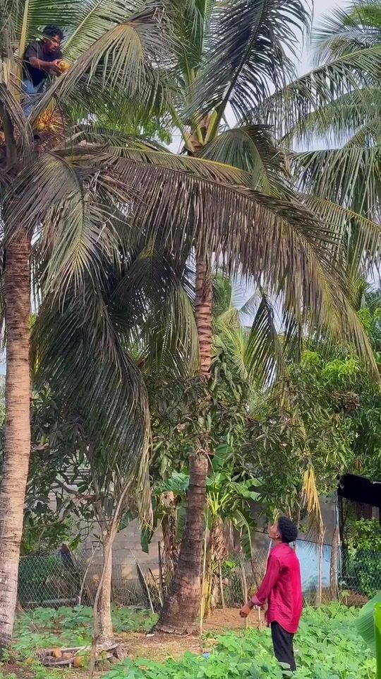 TikTok video thumbnail by rais_kutty