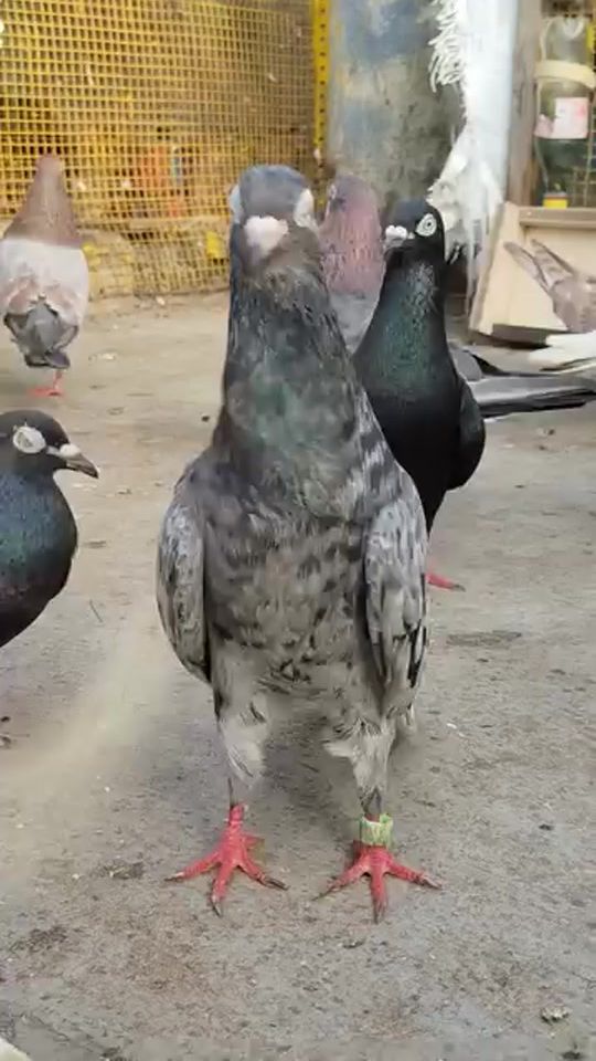 TikTok video thumbnail by mohmadeirfan91