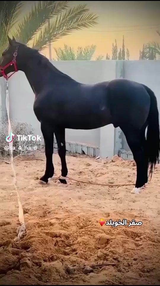 TikTok video thumbnail by user5528077595945