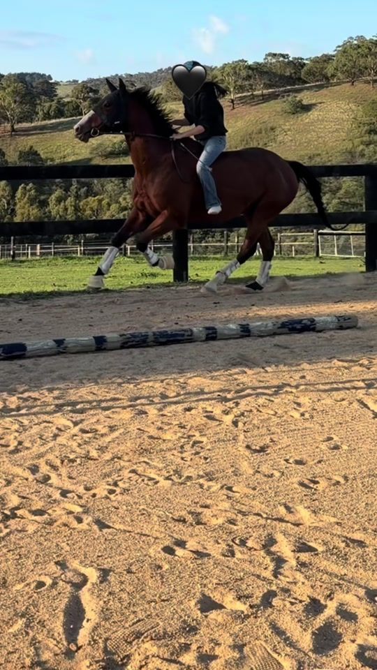 TikTok video thumbnail by thecrazy.geldings