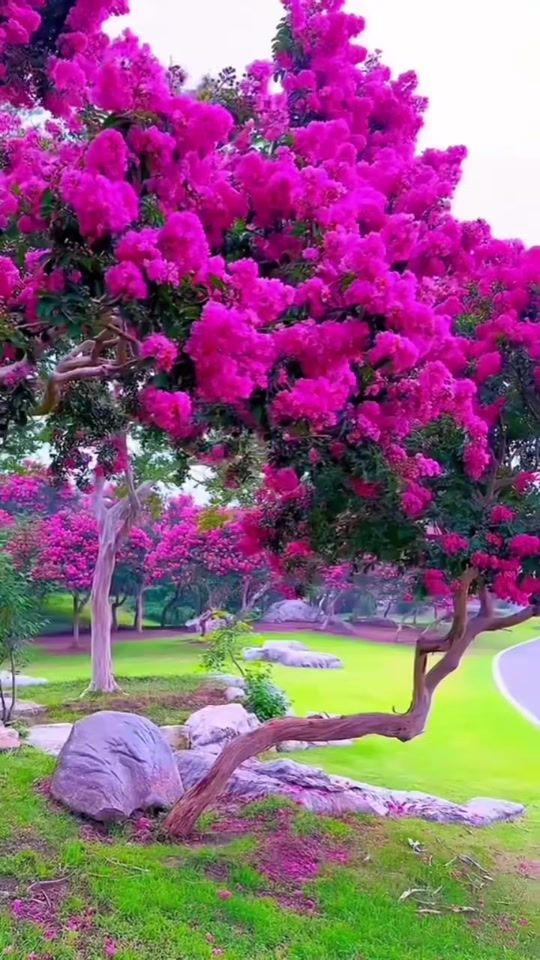 TikTok video thumbnail by sharafnissar