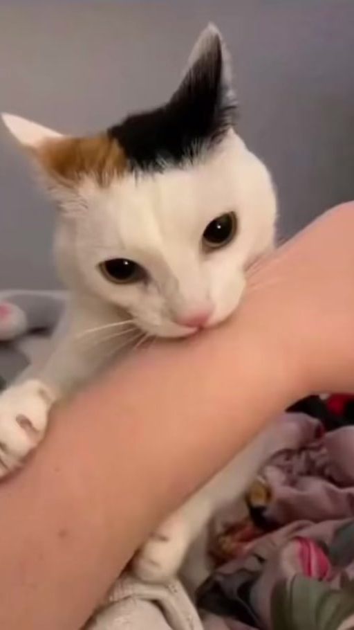 TikTok video thumbnail by nekoshisyo