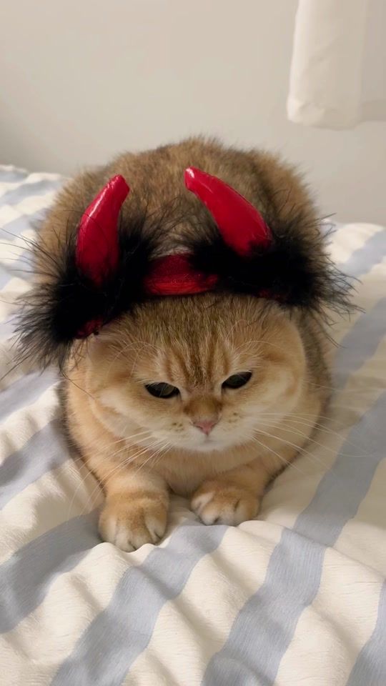TikTok video thumbnail by jiewliewandjiggo