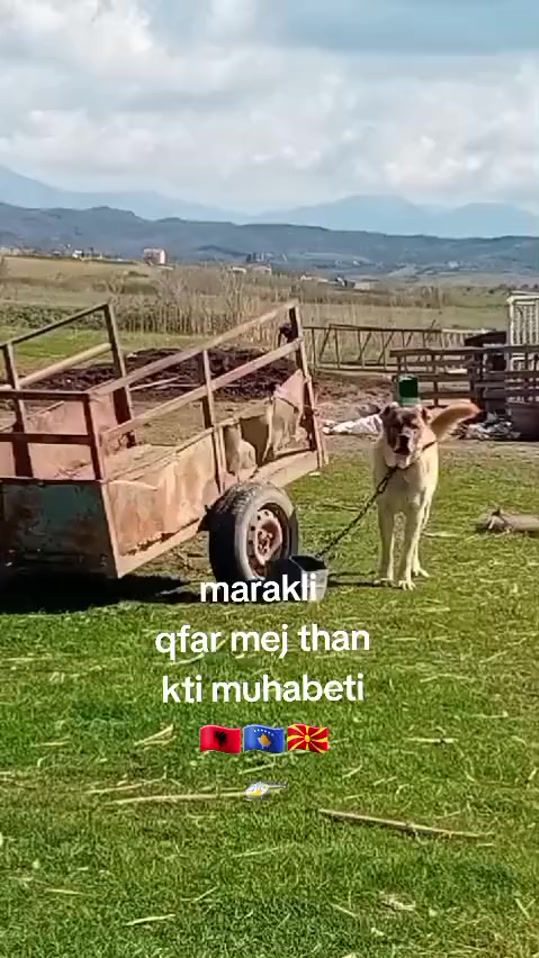 TikTok video thumbnail by tigratekuq1