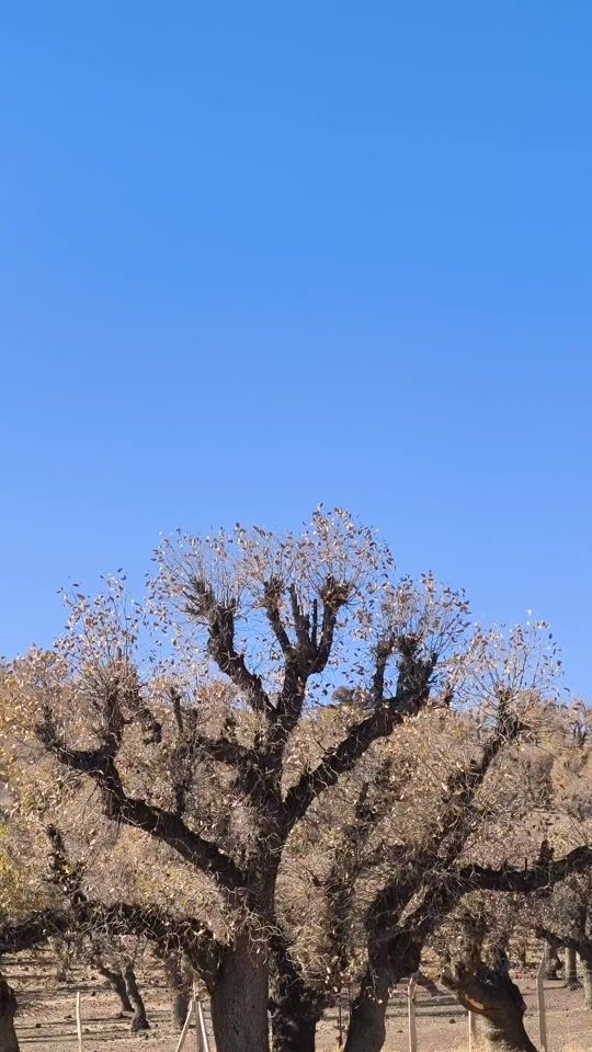TikTok video thumbnail by stranekurdi__