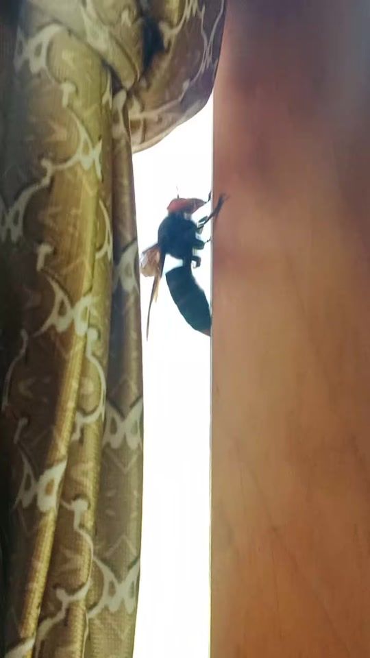 TikTok video thumbnail by jitshen31