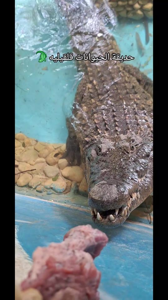 TikTok video thumbnail by mustafa.755