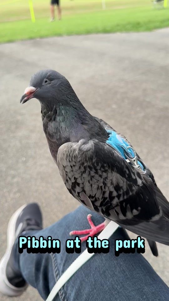TikTok video thumbnail by mariopfhorg