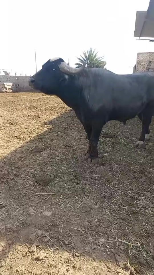 TikTok video thumbnail by user8701494243097