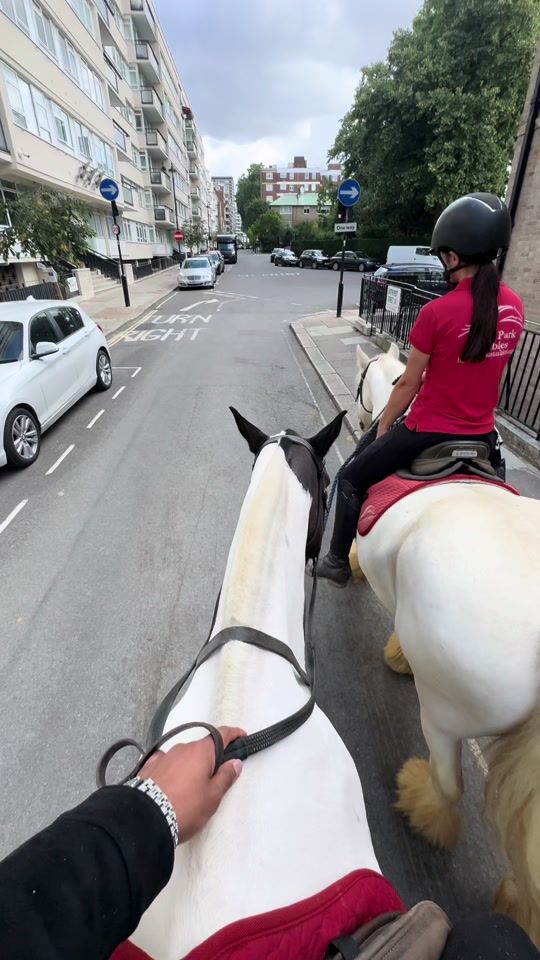 TikTok video thumbnail by horsevibes_syd1