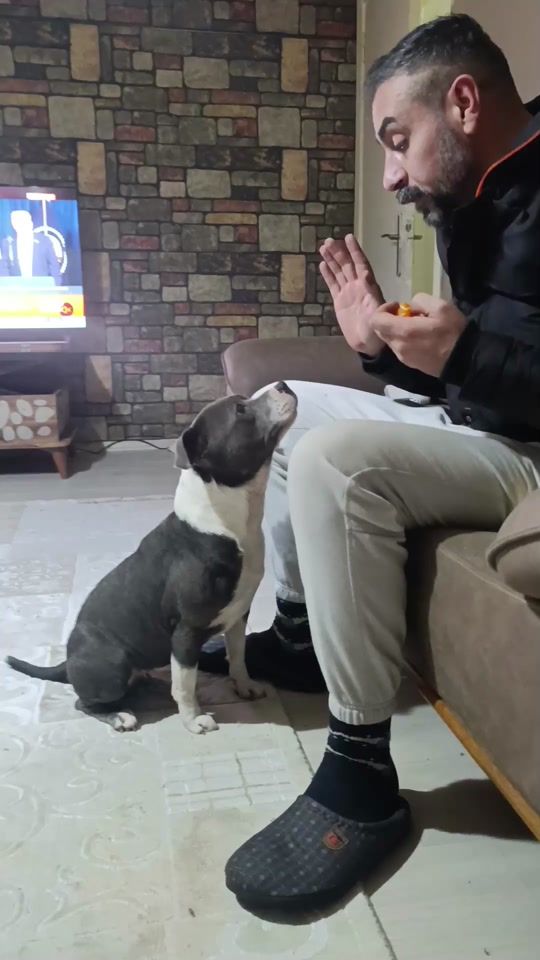 TikTok video thumbnail by pktenginn