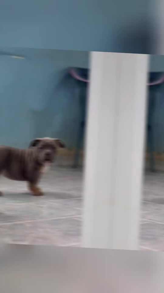 TikTok video thumbnail by mia_bulls16