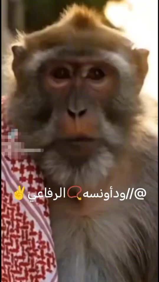 TikTok video thumbnail by .2302180