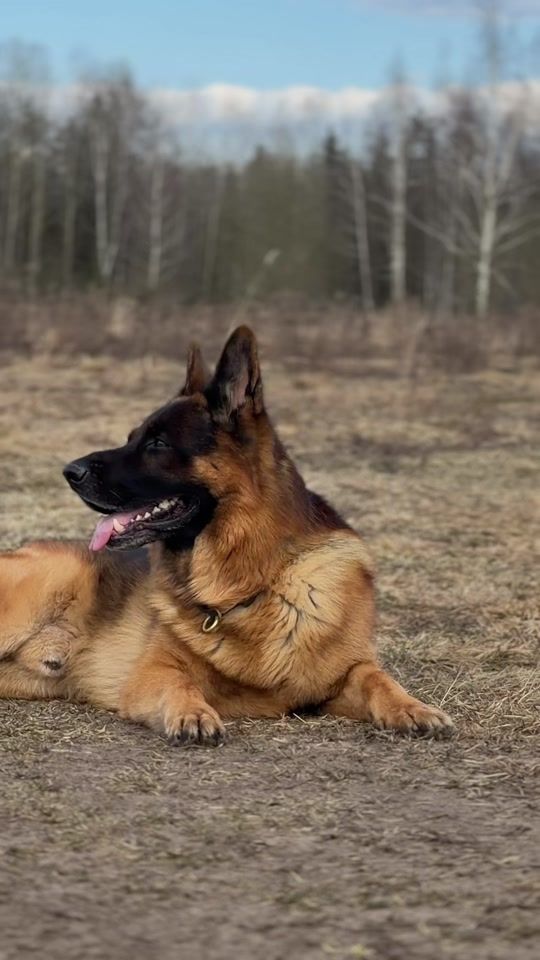 TikTok video thumbnail by mars_gsd