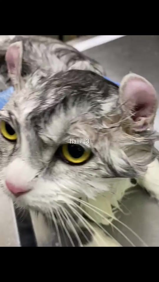 TikTok video thumbnail by sarahcattery6