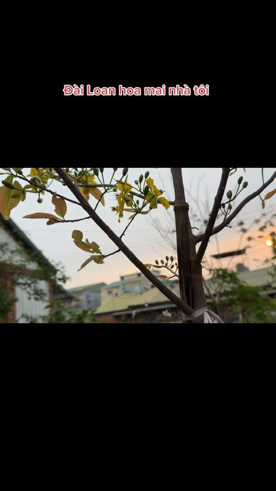 TikTok video thumbnail by loanhg