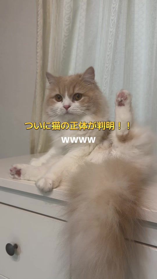TikTok video thumbnail by negima20240223