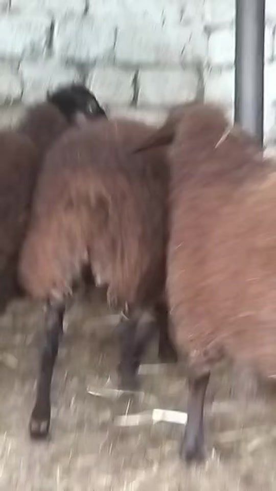 TikTok video thumbnail by merdekan_qoyunculugu