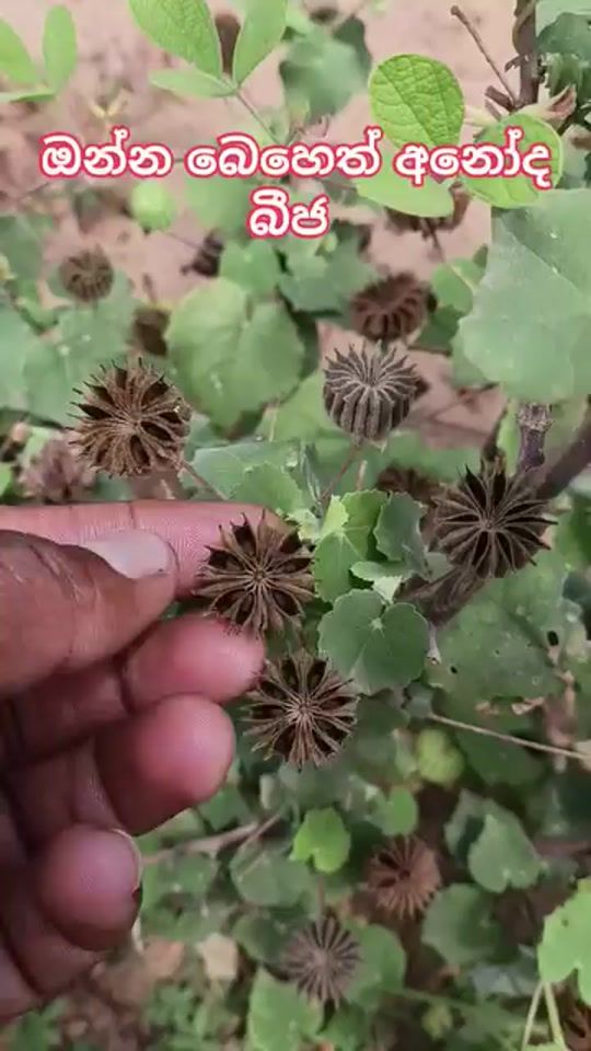 TikTok video thumbnail by nilushanravi