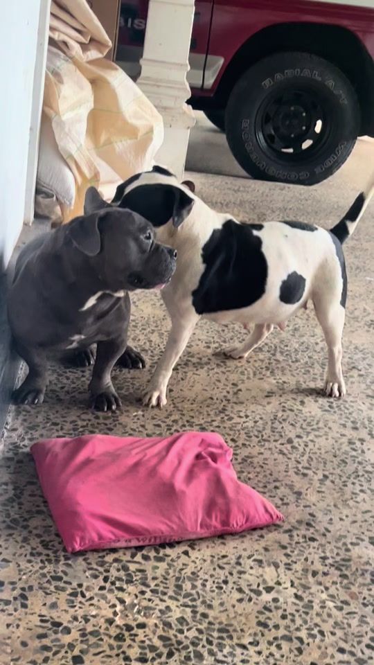 TikTok video thumbnail by bullyboyloono