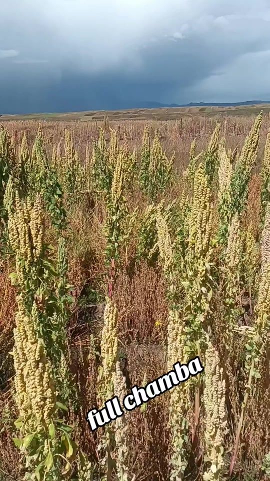 TikTok video thumbnail by l.ruty910