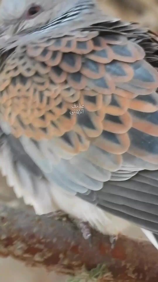 TikTok video thumbnail by xt..6f