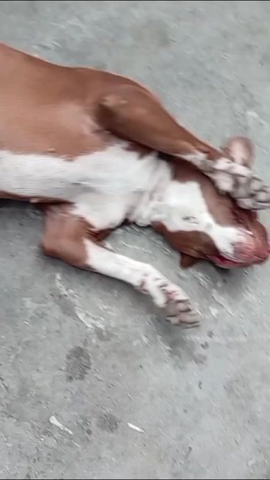 TikTok video thumbnail by byrongeland_kaapsepitt