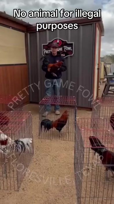 TikTok video thumbnail by pretty_game_fowl