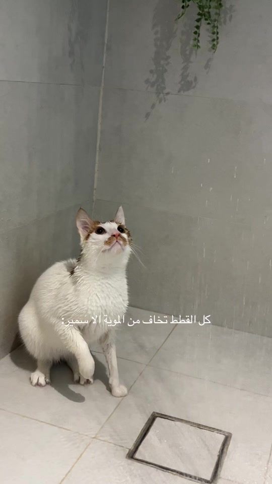TikTok video thumbnail by linda.ixx