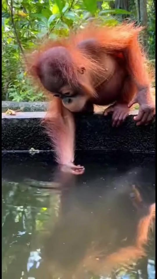 TikTok video thumbnail by khalidbouhout429