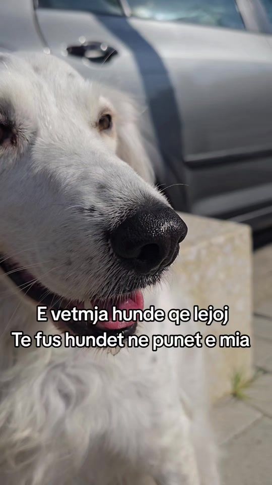 TikTok video thumbnail by coco.englishsetter
