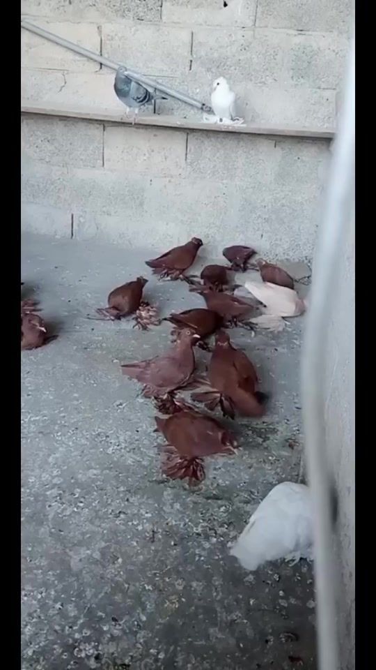 TikTok video thumbnail by murat.ak881