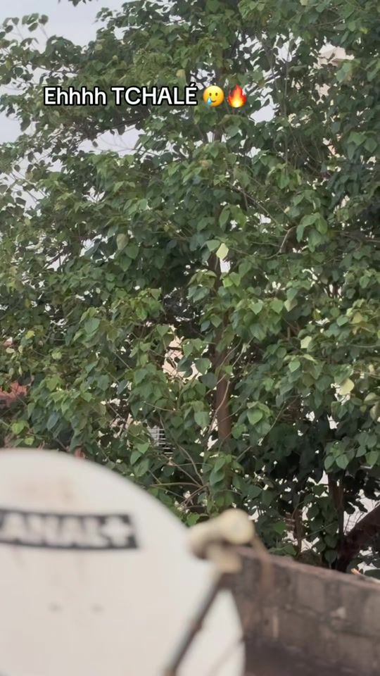 TikTok video thumbnail by terrible__boubaa