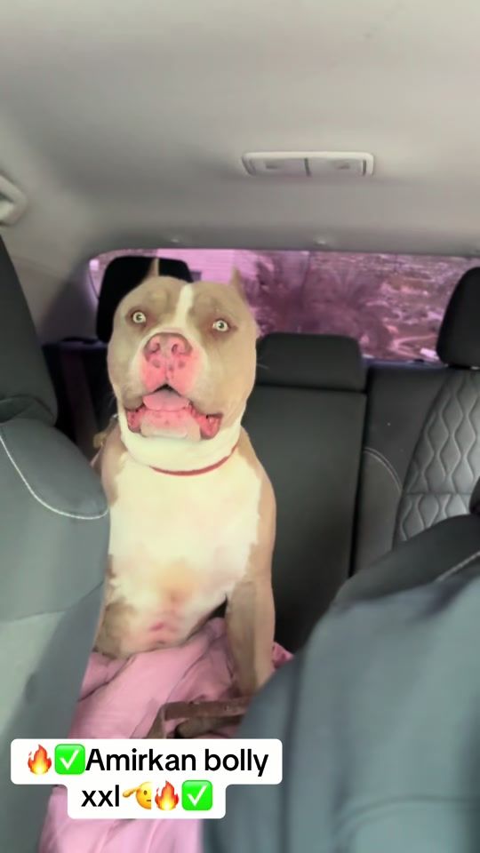 TikTok video thumbnail by boyka.464
