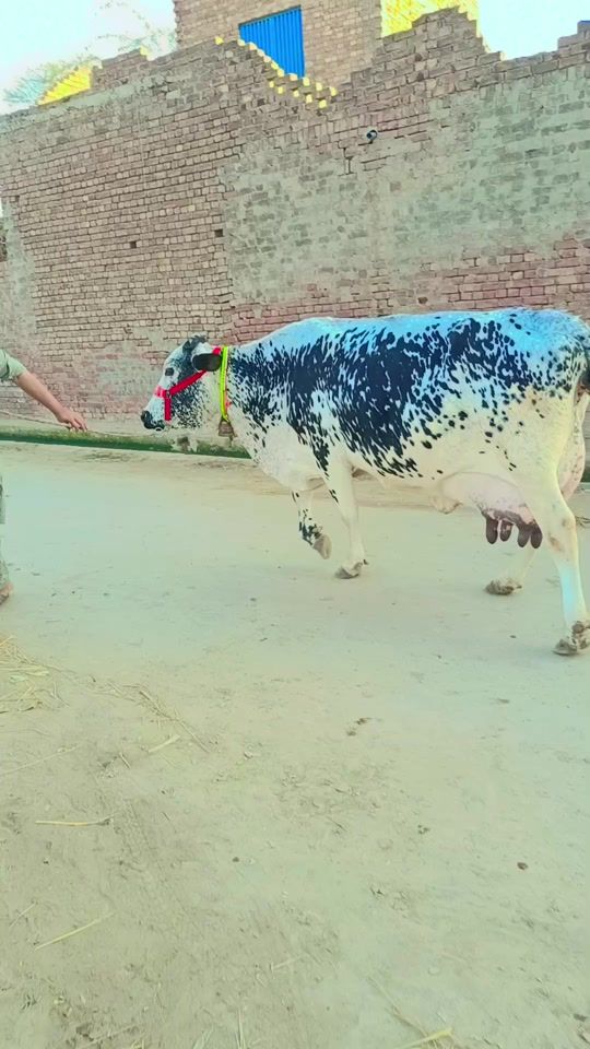 TikTok video thumbnail by mehzabjoyia1
