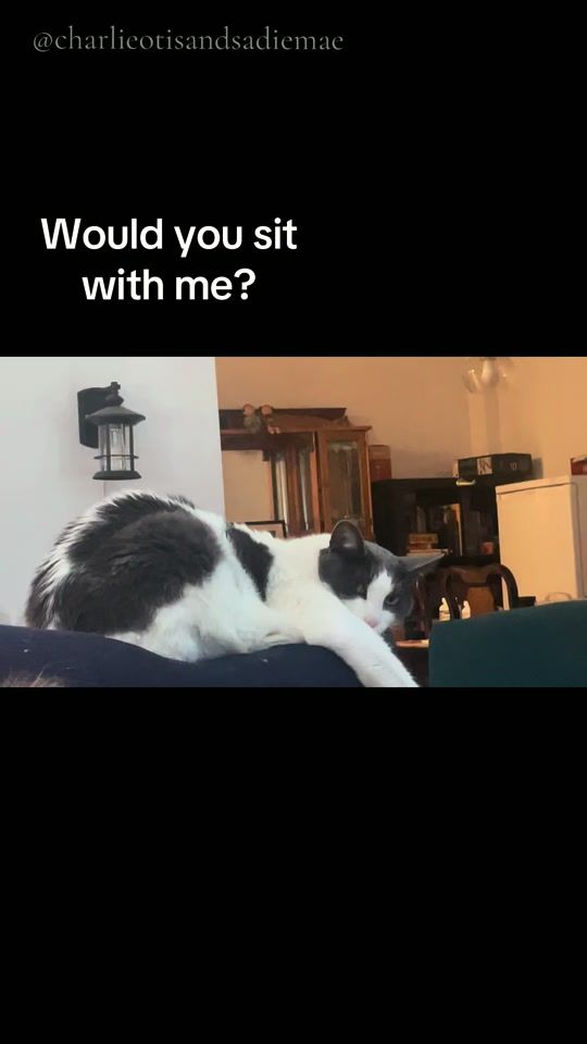 TikTok video thumbnail by life_with_cooper22