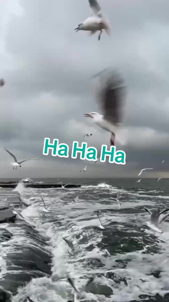 TikTok video thumbnail by leman_birdene