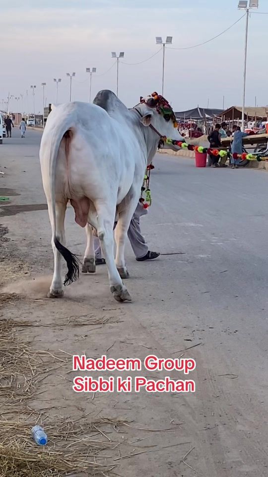 TikTok video thumbnail by 1karachibulllovers